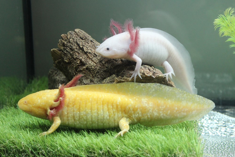 axolotl jelly cat