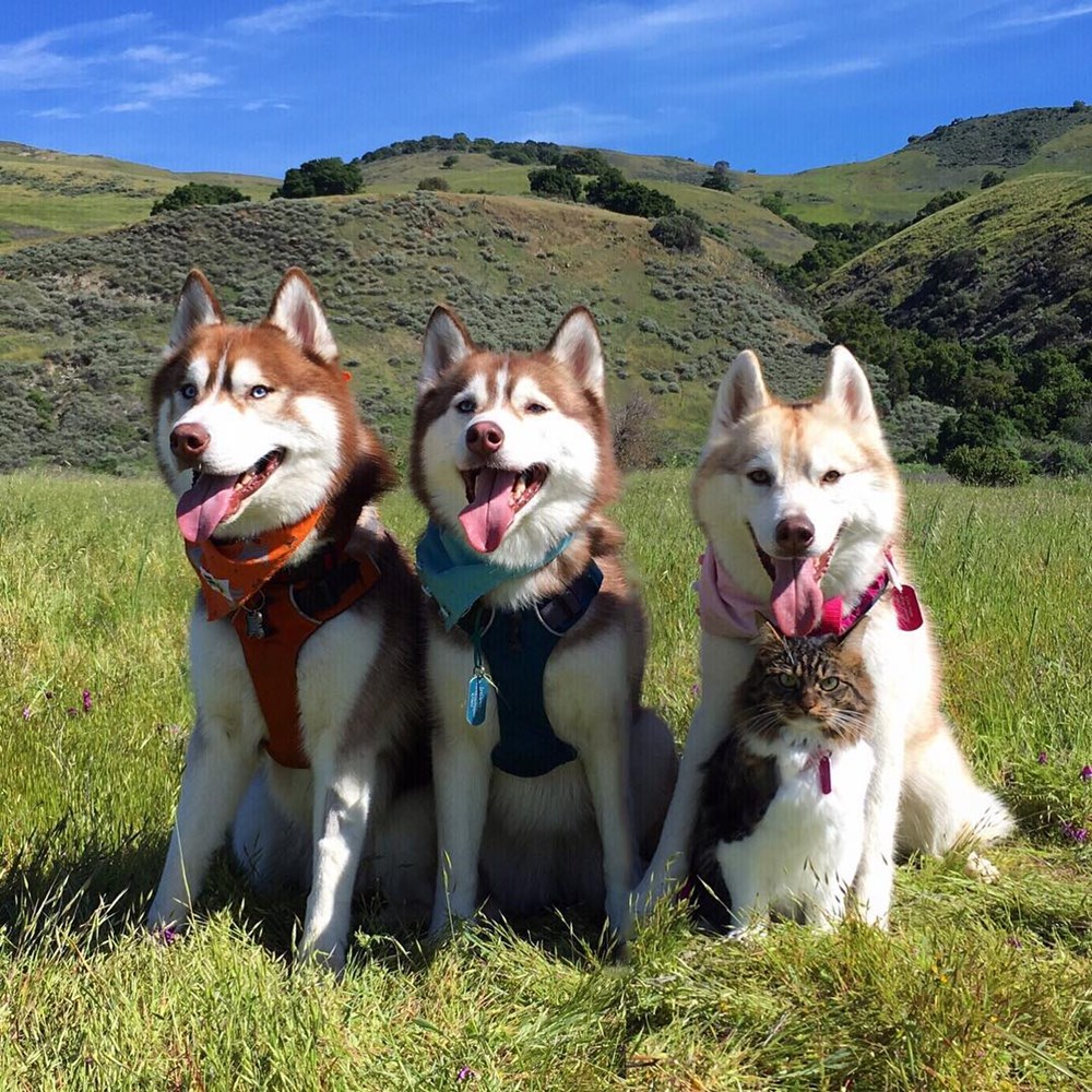 jelly cat husky