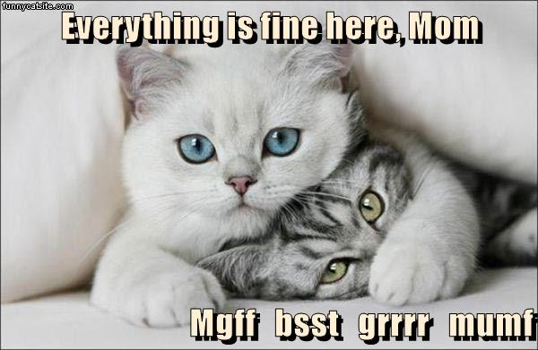 Everything is fine here, Mom Mgff bsst grrrr mumf - Lolcats - lol | cat ...