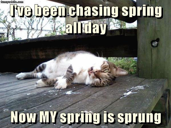 Now MY spring is sprung - Lolcats - lol | cat memes | funny cats ...