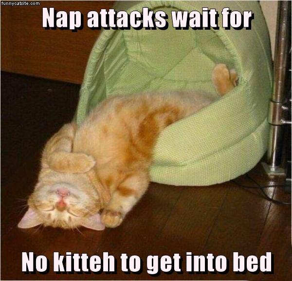 Nap attacks wait for No kitteh to get into bed - Lolcats - lol | cat ...