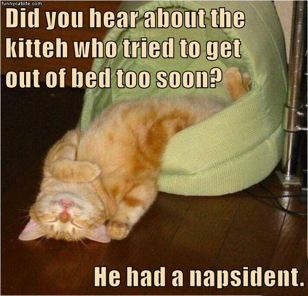 Did you hear? - Lolcats - lol | cat memes | funny cats | funny cat ...