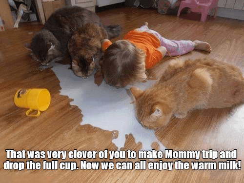 Great Teamwork, Guys! - Lolcats - lol | cat memes | funny cats | funny cat  pictures with words on them | funny pictures | lol cat memes | lol cats