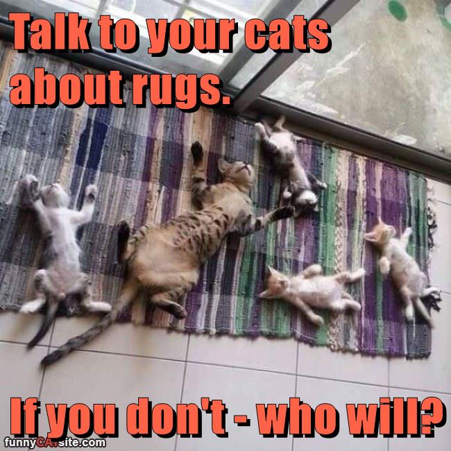 Talk to your cats about rugs. - Lolcats - lol | cat memes | funny cats ...