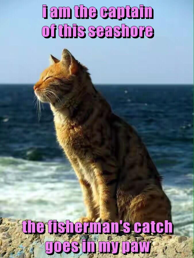 Lolcats catch LOL at Funny Cat Memes Funny cat pictures with