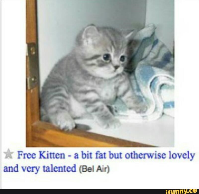 Top 10 Craigslist Cat Memes - I Can Has Cheezburger ...
