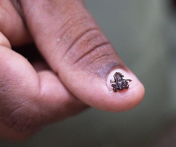 10 Smallest (And Cutest) Animals You Won't Believe Actually Exist - I