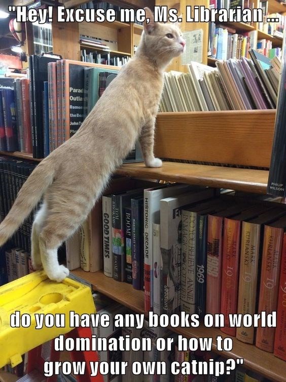 The Funny Connection Between Cats & Books - I Can Has ...