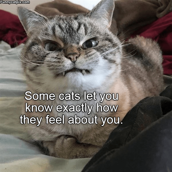 Expressions. Cats have it - Lolcats - lol | cat memes | funny cats ...