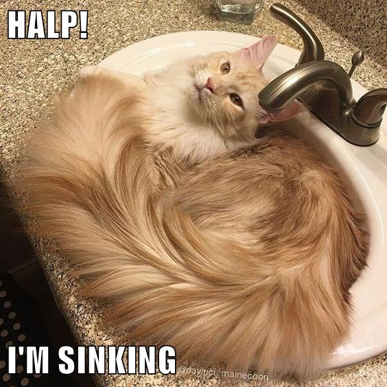 HALP! I'M SINKING - Lolcats - lol | cat memes | funny cats | funny cat ...