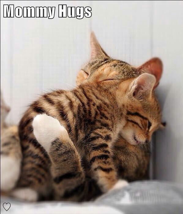 Mommy Hugs - Lolcats - lol | cat memes | funny cats | funny cat ...