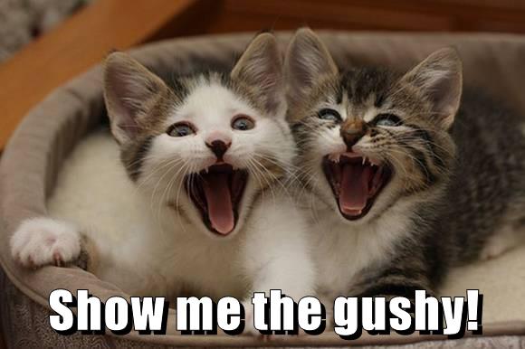 Show me the gushy! - Lolcats - lol | cat memes | funny cats | funny cat ...