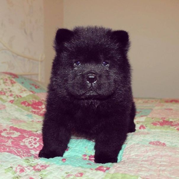 dogs that look like black bears