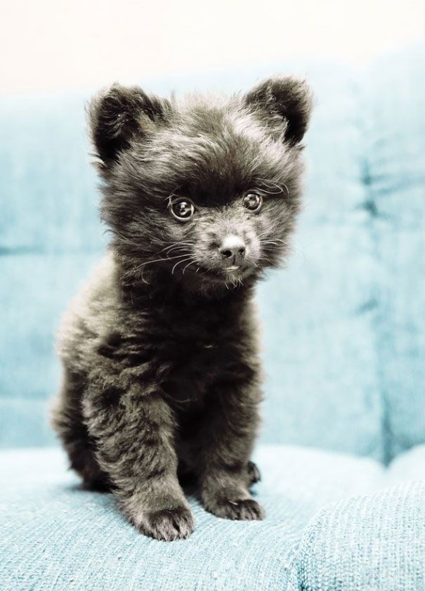 black dogs that look like bears