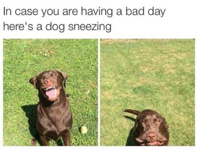 30 Dog memes for a positive Day. Puppers included - I Can Has ...