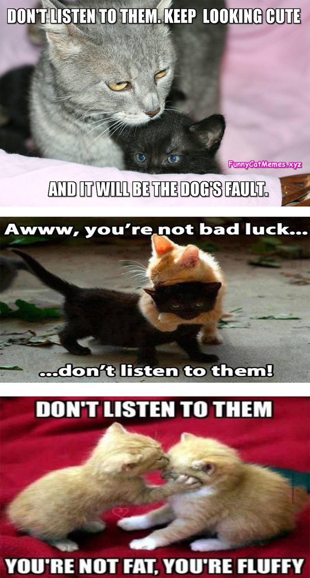 Don't Listen To Them I Can Has Cheezburger? Funny Cats Cat Meme