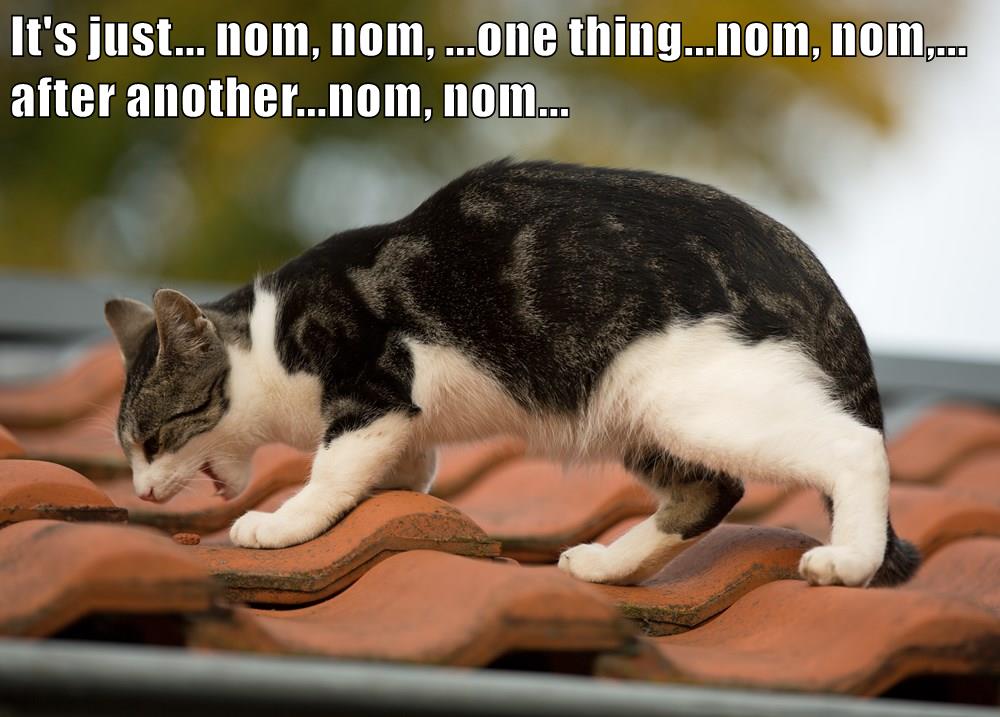 Nom, nom Lolcats lol cat memes funny cats funny cat pictures