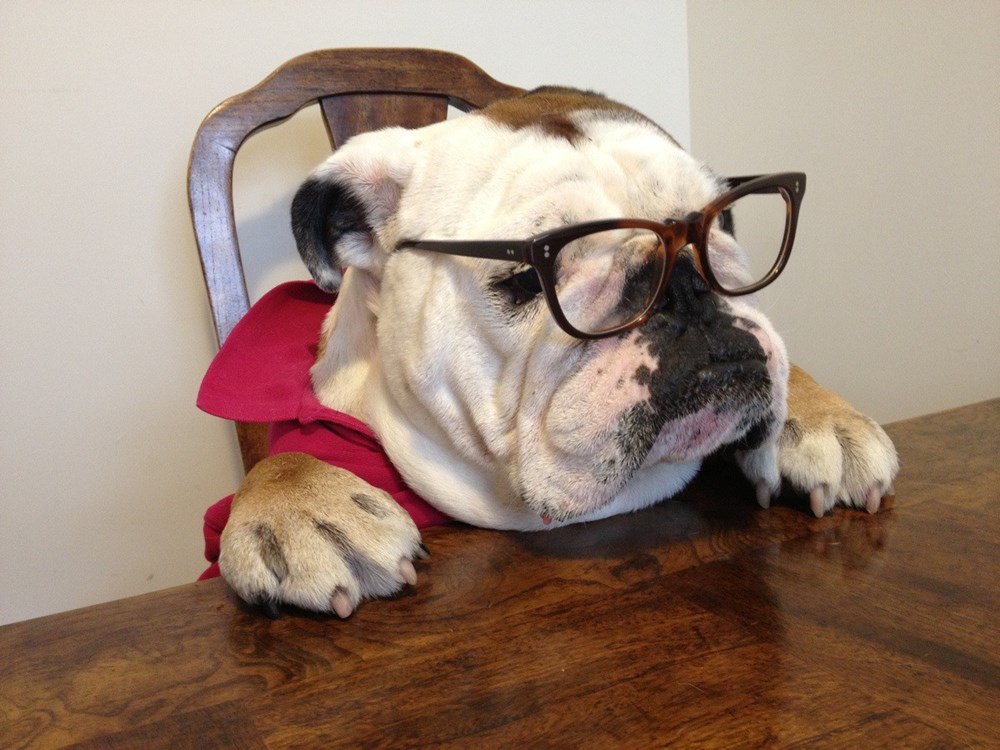 15 Interesting Useless Animal Facts I Can Has Cheezburger? Funny Cats Cat Meme Cat Pictures