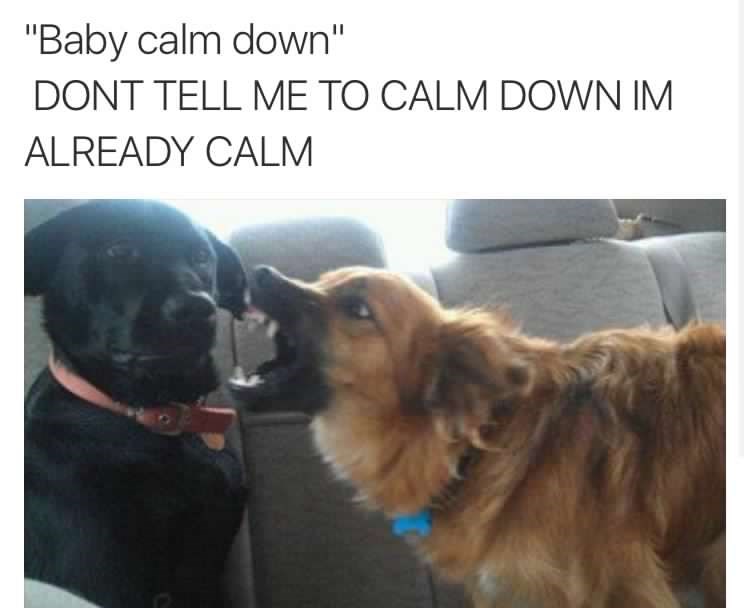 How Do You Calm Down An Angry Dog