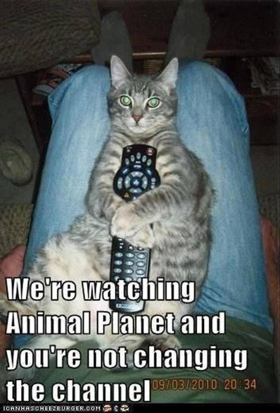 What's On TV Tonight? 12 Funny Cats Watching TV - I Can Has Cheezburger