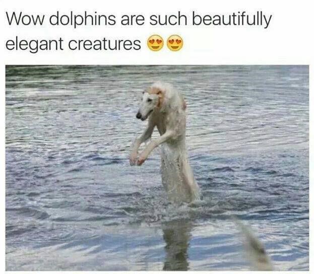 Just Like Flipper Memebase Funny Memes