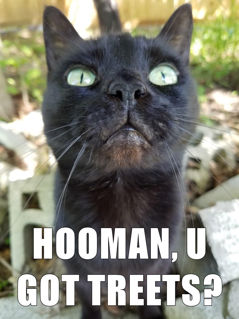 HOOMAN, U GOT TREETS? - Lolcats - lol | cat memes | funny cats | funny ...