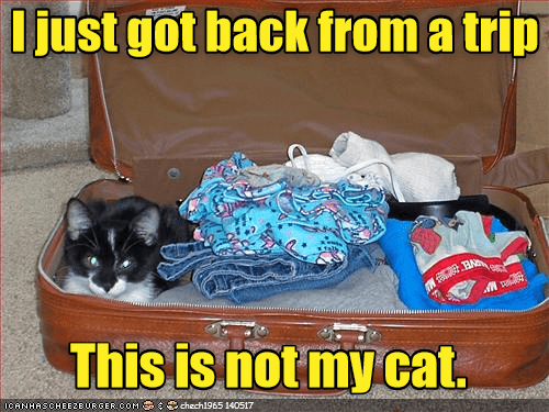 I can haz refugee status? - Lolcats - lol | cat memes | funny cats ...