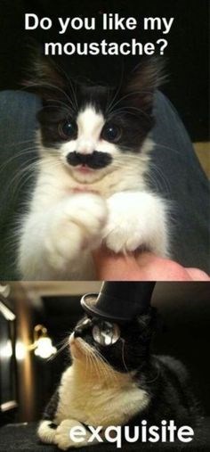 10 Fancy Cats, That Are Adorable! - I Can Has Cheezburger? - Funny Cats ...