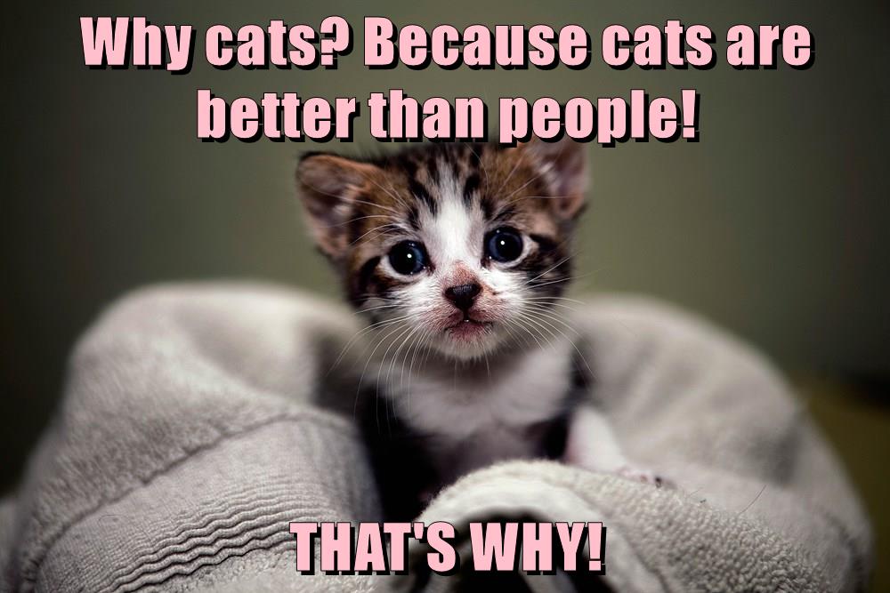 Why cats? Because cats are better than people! THAT'S WHY! I Can Has