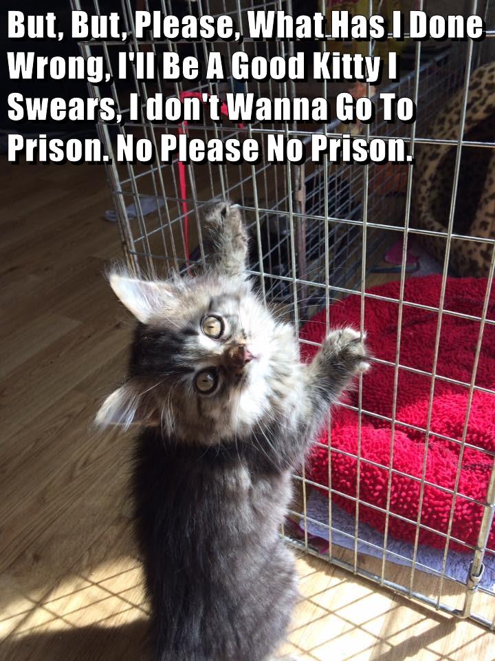 Lolcats - prison - LOL at Funny Cat Memes - Funny cat pictures with words on  them - lol | cat memes | funny cats | funny cat pictures with words on