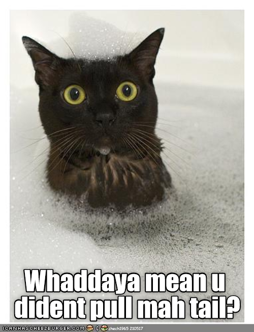 Wait? Wut? Lolcats lol cat memes funny cats funny cat