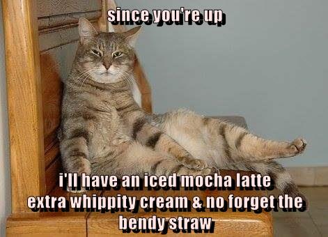 since you're up i'll have an iced mocha latte extra whippity cream & no ...