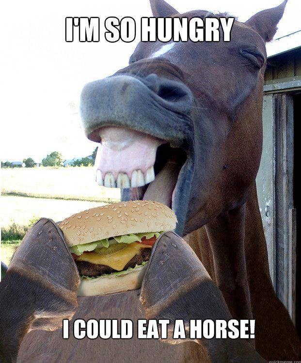 16 Funniest Horse Memes In The Barn - I Can Has Cheezburger? - Funny ...