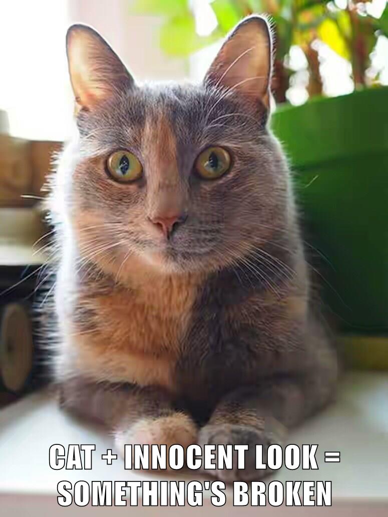 SOMETHING'S BROKEN - Lolcats - lol | cat memes | funny ...