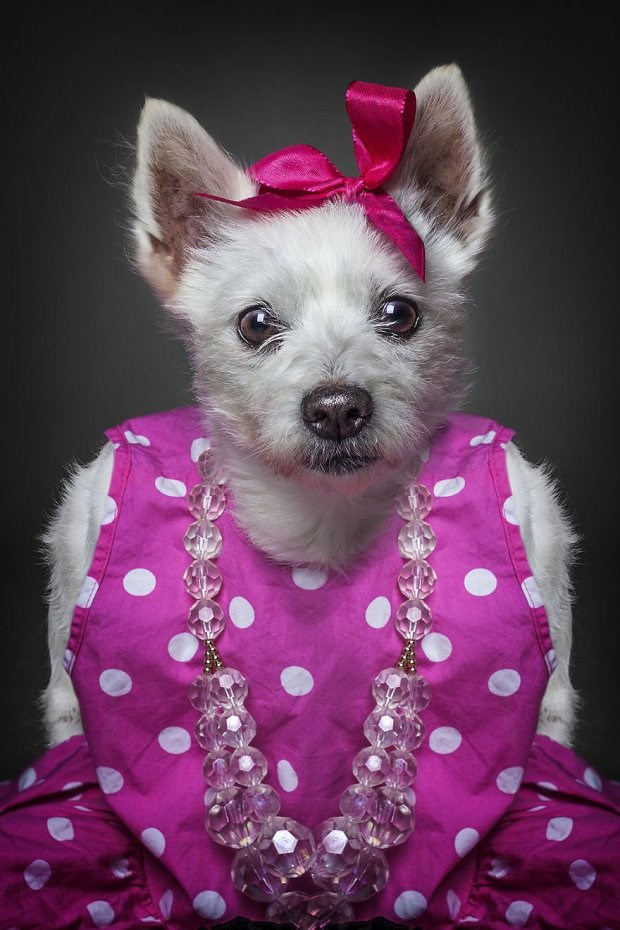 14 Photos Of Dogs Dressed In Human Clothing Based On Their