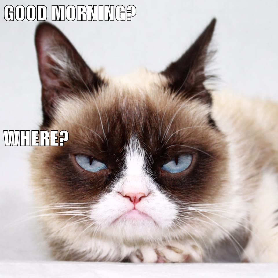 GOOD MORNING? WHERE? - Lolcats - lol | cat memes | funny cats | funny