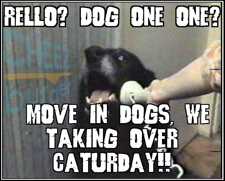 Dog Making Important Call I Can Has Cheezburger?