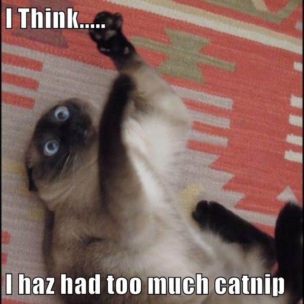 I Think..... I haz had too much catnip - Lolcats - lol | cat memes ...