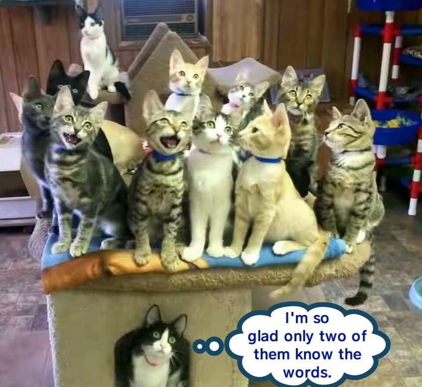 Their singing is less than purrfect Lolcats lol cat memes funny