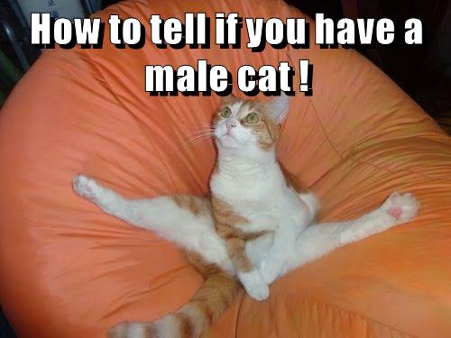 How to tell if you have a male cat ! Lolcats lol cat memes
