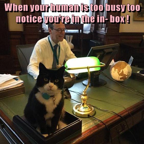 When your human is too busy - Lolcats - lol | cat memes | funny cats