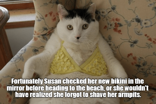 That could have been embarrassing, Susan - Lolcats - lol | cat memes