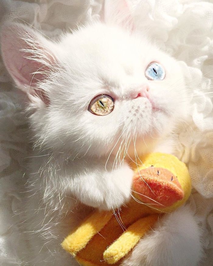 Kitten With Heterochromia Will Hypnotize You With Her Magical Eyes - I