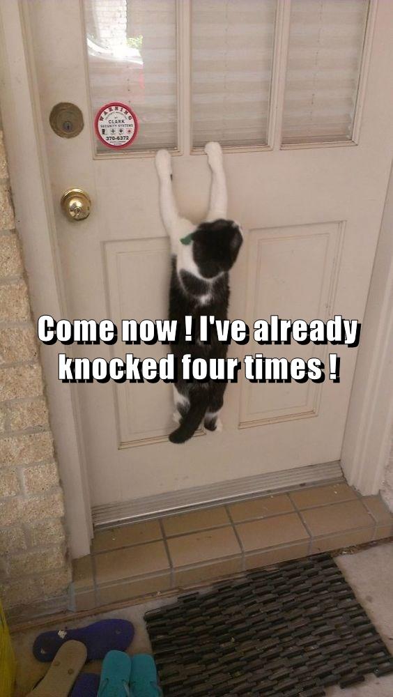 Come now ! I've already knocked four times ! - Lolcats - lol | cat ...