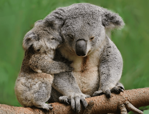 Hug - Animal Comedy - Animal Comedy, funny animals, animal gifs