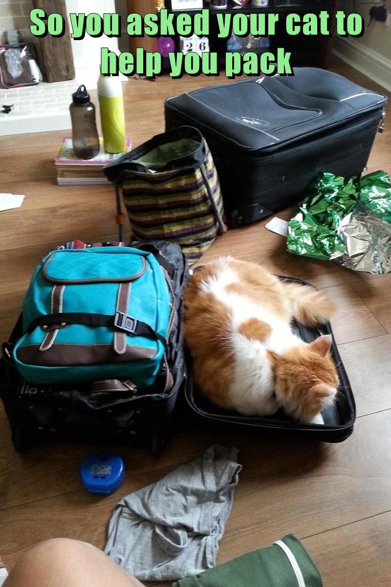 So you asked your cat to help you pack - Lolcats - lol | cat memes ...