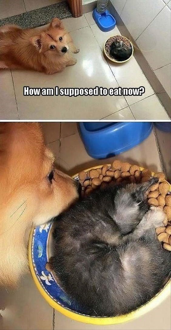 This Is What Happens When You Leave Your Cat And Dog Home Alone I Can