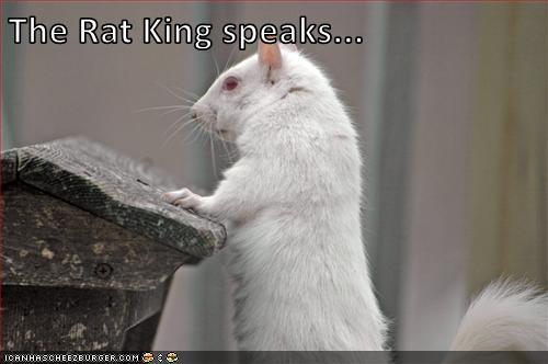 rat king wtf fun facts