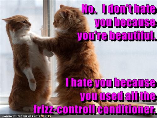 No. I don't hate - Lolcats - lol | cat memes | funny cats | funny cat ...