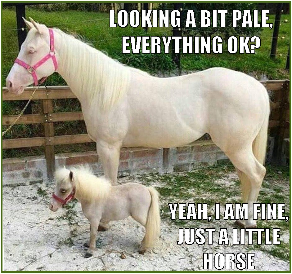 We are all created equine - I Can Has Cheezburger?